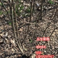 大規(guī)格玉蘭，桂花，紫薇，法桐，銀杏