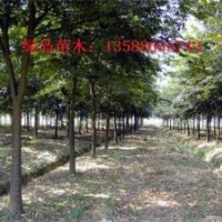 供應浙江櫸樹、金華櫸樹工程苗價格、紅櫸小苗