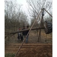 滄州綠茵苗圃大量出售各種規(guī)格國(guó)槐，