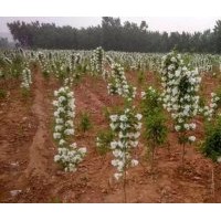 2016河南東潤流蘇1-3公分開售