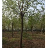 供應(yīng)11—15公分老白蠟，3～4年帽