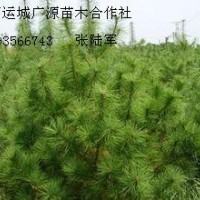 4米油松低價(jià)出售