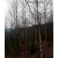 供應(yīng)4-8公分白樺