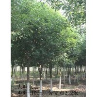 山東淄博8-10CM大葉女貞