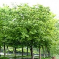 山東淄博11-12CM樸樹
