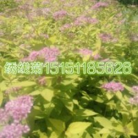 繡線菊小苗價格金山繡線菊苗當(dāng)年生數(shù)量超多一站購齊