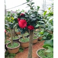 茶花盆栽 油茶嫁接全國承接