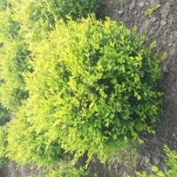 供應金葉水蠟球，球，球，非單棵