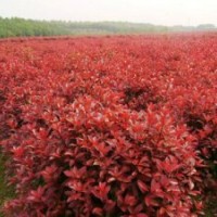 紅葉李價(jià)格行情，上海虹碩苗圃基地直銷批發(fā)