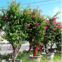 福建三角梅|福建三角梅價(jià)格