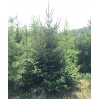 長(zhǎng)期供應(yīng)云杉