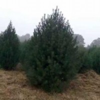 運城絳縣供應(yīng)營養(yǎng)杯，營養(yǎng)袋，1-5米白皮松