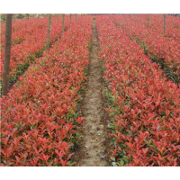 山西運城絳縣供應(yīng)紅葉李，紫葉李