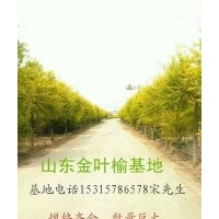 聊城高唐金葉榆金枝槐供應(yīng)