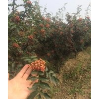 韓城市獅子頭花椒苗木培育基地