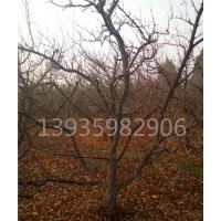 觀果樹山楂樹，桃樹，鈣果樹苗，棗樹，石榴樹，柿子樹已成趨勢？