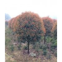 常年供應(yīng)各種規(guī)格香樟.桂花.羅漢松.廣玉蘭.樂(lè)昌含笑.紅花木蓮.紅