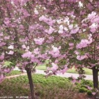 供應(yīng)各種規(guī)格櫻花，紫荊，花石榴