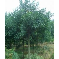 供應(yīng)深山含笑，單性木蘭，紅花玉蘭