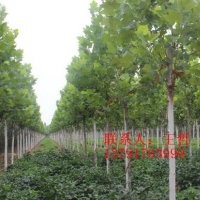常年供應各種規(guī)格法桐