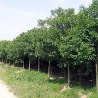 11公分大葉女貞 11公分大葉女貞17305112345