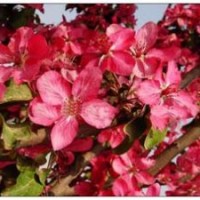 紅巴倫 紫色王子 亞當(dāng)斯 皇家雨點 紅衣主教等海棠