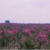 自產(chǎn)自銷苗圃2公分3公分4公分紫薇價(jià)格 南京紫薇基地