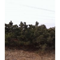 白皮松，黑松，華山松