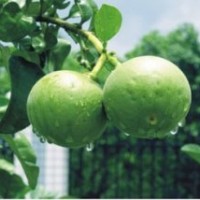 供應(yīng)橘紅 橘紅樹苗 堅(jiān)果苗 堅(jiān)果樹苗 桔紅苗 蓮霧樹苗 番荔枝樹苗