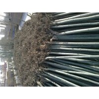 大量出售：3-----15公分新疆楊，1------10公分 垂柳， 速生柳 ，