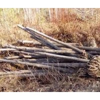 自家山場(chǎng)，貨源充足，價(jià)格合理。