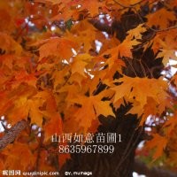 供應(yīng)五角楓、白蠟