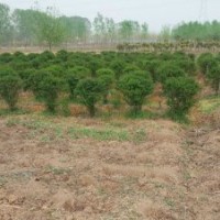 供應(yīng)：白蠟 合歡樹 法桐 小葉女貞、國槐、欒樹、白蠟、五角楓等