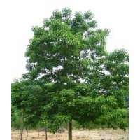 鹽城重陽木 大豐重陽木 重陽木產(chǎn)地