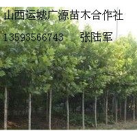 5、6公分法桐大量低價出售