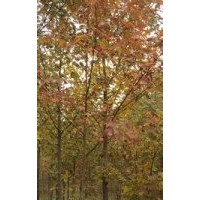 供應(yīng)米徑10公分楓香樹(shù)苗10公分楓香價(jià)格