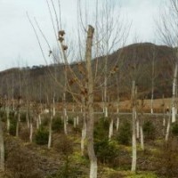 常年供應(yīng)九角楓，五角楓，皂角，蒙古礫，云杉