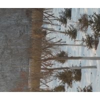 五角楓，九角楓，皂角，蒙古礫，云杉