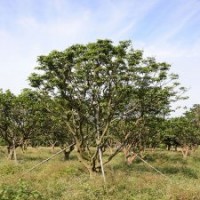 廣東萬(wàn)松園合作社15-20公分黃皮樹工程樹