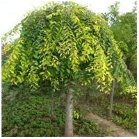 現(xiàn)貨皂角，皂角樹，皂角小苗，大皂角樹