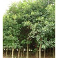 大葉女貞 水杉 銀杏