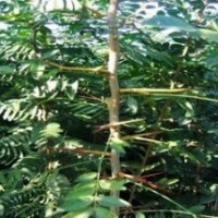 皂角苗 大量低價供應(yīng)皂角苗