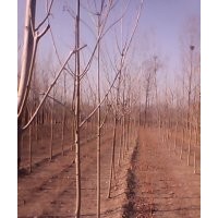 河北白蠟 速生白蠟