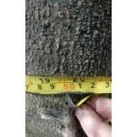 細(xì)葉欖仁、杜英大量供應(yīng)