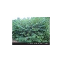 優(yōu)質(zhì)柳樹苗 火炬苗 香椿苗 軟棗苗