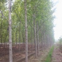 15公分.18公分.20公分法桐 江蘇 湖南