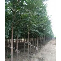 榆樹新品種----陽光男孩