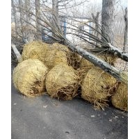 直銷法桐，帶帽法桐，帶帽白蠟