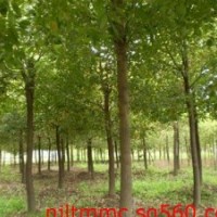 山東15公分杜仲價(jià)格 20公分杜仲價(jià)格 杜仲產(chǎn)地