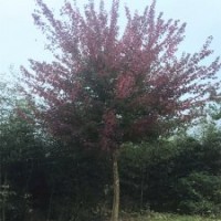 河南三角楓低價(jià)供應(yīng)，8-25公分工程用苗木